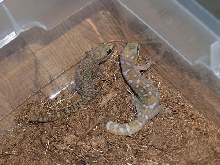 o. monilis